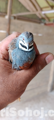 কিং কোয়েল